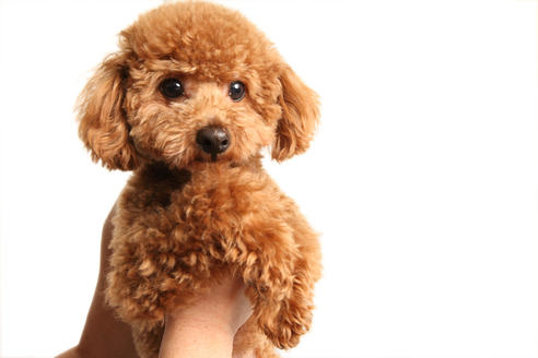 販売中のティーカッププードルの親犬